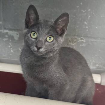 Sushi Roll -  Domestic Short Hair Cat for Adoption in Bardstown, Kentucky - Sushi Roll | PetCurious