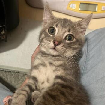 Lex -  Domestic Short Hair Cat for Adoption in Ringtown, Pennsylvania - Lex | PetCurious