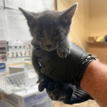 Teddy -  Domestic Short Hair Cat for Adoption in Corinth, Mississippi - Teddy | PetCurious