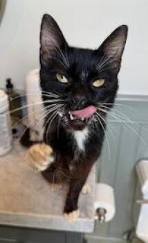 Rescue Domestic Short Hair Cats for Adoption in Beaverton, Oregon - Mervin | PetCurious