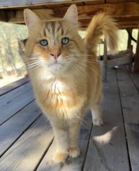 Rescue Domestic Long Hair Cats for Adoption in San Andreas, California - Tiger | PetCurious