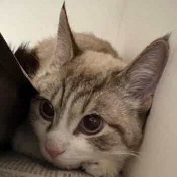 Appa -  Domestic Short Hair Cat for Adoption in Dekalb, Illinois - Appa | PetCurious