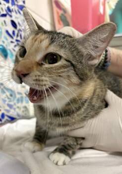 ASHE -  Domestic Short Hair Cat for Adoption in Pensacola, Florida - ASHE | PetCurious