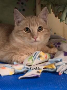 Rescue Domestic Short Hair Cats for Adoption in Cedar Rapids, Iowa - Sunkist | PetCurious