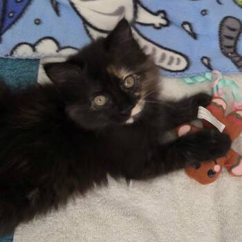 Domestic Medium Hair Cats Available for Adoption in South Elgin, Illinois - Cappy | PetCurious