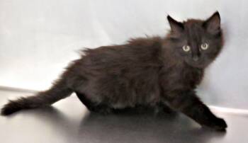 Lake  -  Domestic Long Hair Cat Available for Adoption in Lexington, Virginia - Lake  | PetCurious
