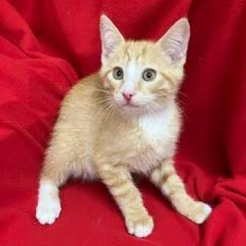 Frank -  Domestic Short Hair Cat for Adoption in Green Valley, Arizona - Frank | PetCurious