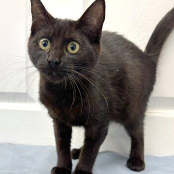 Cane -  Domestic Short Hair Cat for Adoption in Medford, Oregon - Cane | PetCurious