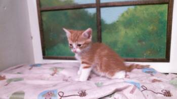 KOVU -  Domestic Short Hair Cat for Adoption in Houston, Texas - KOVU | PetCurious