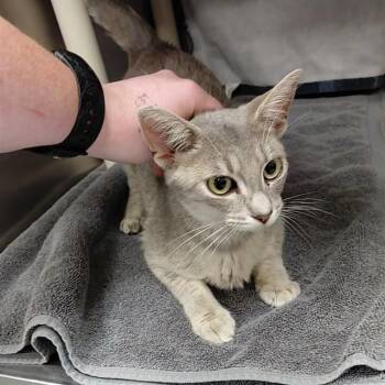ELLA -  Domestic Short Hair Cat for Adoption - ELLA | PetCurious