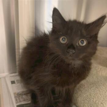 Dust Bunny -  Domestic Medium Hair Cat for Adoption in Hendersonville, North Carolina - Dust Bunny | PetCurious