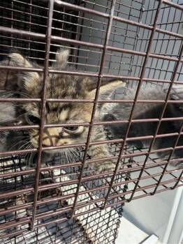 A660025 -  Domestic Short Hair Cat for Adoption in Houston, Texas - A660025 | PetCurious