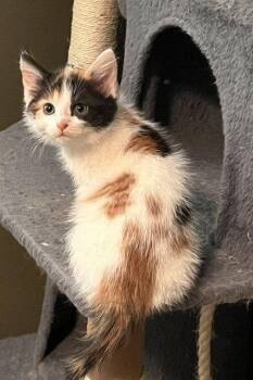 Zoey -  Domestic Short Hair Cat for Adoption in St. Peters, Missouri - Zoey | PetCurious