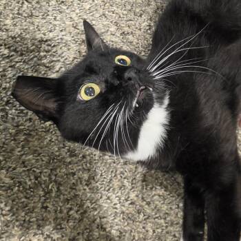 Cheech -  Domestic Short Hair Cat for Adoption in Buffalo, Wyoming - Cheech | PetCurious
