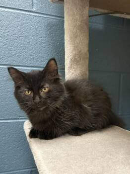 Nugget -  Domestic Short Hair Cat for Adoption in Valparaiso, Indiana - Nugget | PetCurious