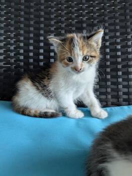 Domestic Short Hair Cats Available for Adoption in Rosenberg, Texas - ZOEY | PetCurious