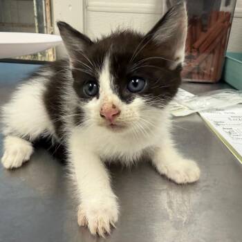 Rocket -  Domestic Short Hair Cat for Adoption in Columbiana, Alabama - Rocket | PetCurious