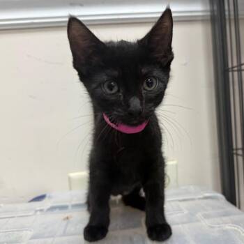 Brooks -  Domestic Short Hair Cat for Adoption in Lakeland, Florida - Brooks | PetCurious