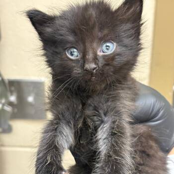 Myers-Purple -  Domestic Short Hair Cat for Adoption in Winston-salem, North Carolina - Myers-Purple | PetCurious