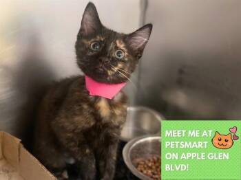 CHAI -  Domestic Short Hair Cat for Adoption in Fort Wayne, Indiana - CHAI | PetCurious