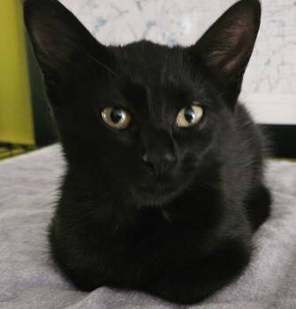 Rescue Domestic Short Hair Cats for Adoption in Washburn, Wisconsin - Wilder | PetCurious