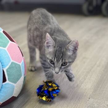 Rescue Domestic Short Hair Cats for Adoption in Asheville, North Carolina - Cider | PetCurious