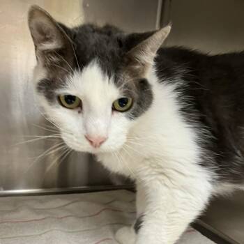 Jasper -  Domestic Medium Hair and Mixed Breed Cat for Adoption in Walker, Michigan - Jasper | PetCurious
