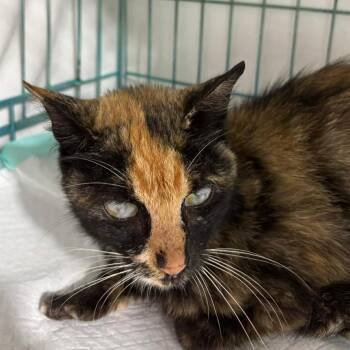 Nema -  Domestic Short Hair and Tortoiseshell Cat for Adoption in Spring Hill, Florida - Nema | PetCurious