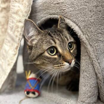 Domestic Short Hair Cats Available for Adoption in Bedford, New Hampshire - Kai | PetCurious
