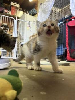 Cali -  Domestic Short Hair Cat for Adoption in Fredericton, New Brunswick - Cali | PetCurious
