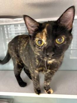 Whack -  Domestic Short Hair Cat for Adoption in Mason, Michigan - Whack | PetCurious