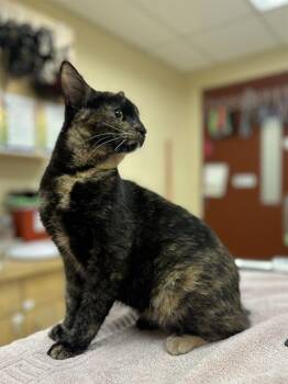 Domestic Short Hair Cats Available for Adoption - GINGER SNAP | PetCurious