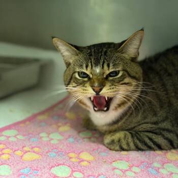 Rex -  Domestic Short Hair Cat for Adoption in Fort Smith, Arkansas - Rex | PetCurious