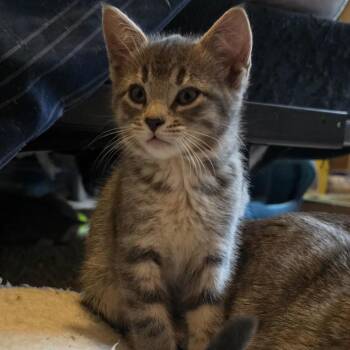 Cinder C12685 -  Domestic Short Hair Cat for Adoption - Cinder C12685 | PetCurious