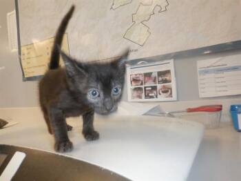 Domestic Short Hair Cats Available for Adoption in San Jose, California - WINNIE | PetCurious