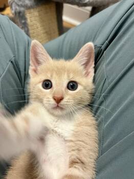 Domestic Short Hair Cats Available for Adoption in Emerald Isle, North Carolina - Dempsey | PetCurious