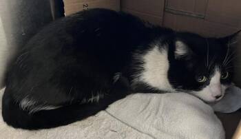 Domestic Short Hair Cats Available for Adoption - Oreo | PetCurious