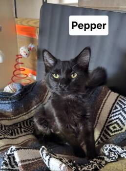Domestic Medium Hair Cats Available for Adoption - Pepper | PetCurious