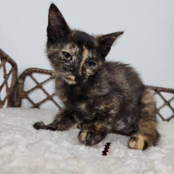 El -  Domestic Short Hair Cat for Adoption in Fort Wayne, Indiana - El | PetCurious