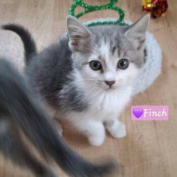 Finch -  Maine Coon and Domestic Medium Hair Cat Available for Adoption in Yorba Linda, California - Finch | PetCurious