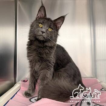 Maine Coon Cats Available for Adoption in Irvine, California - MIST | PetCurious