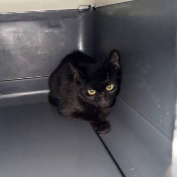 Jo -  Domestic Short Hair Cat for Adoption in Columbus, North Carolina - Jo | PetCurious