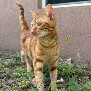 Rescue Domestic Short Hair Cats for Adoption in Titusville, Florida - Mouse | PetCurious