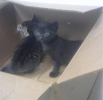 Domestic Short Hair Cats Available for Adoption in Albuquerque, New Mexico - HARRY | PetCurious