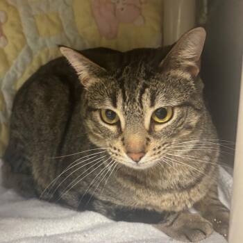 Domestic Short Hair Cats Available for Adoption - MAPLE | PetCurious