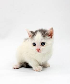 Domestic Medium Hair and Domestic Short Hair Cats Available for Adoption in Morton Grove, Illinois - Curly | PetCurious