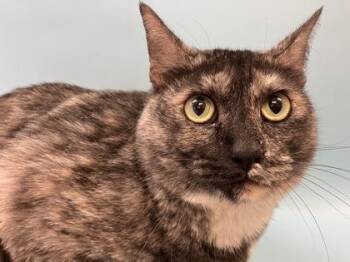 Kitty -  Domestic Short Hair Cat for Adoption in Woodbury, Minnesota - Kitty | PetCurious