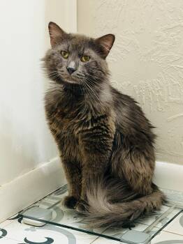 Dorian Gray (FeLV) -  Nebelung and Russian Blue Cat for Adoption in Houston, Texas - Dorian Gray (FeLV) | PetCurious