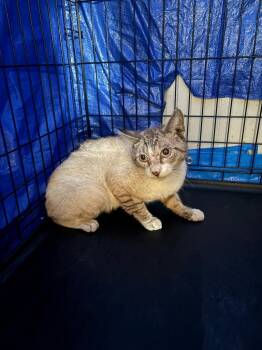 Domestic Short Hair Cats Available for Adoption in Wauchula, Florida - Jackson | PetCurious