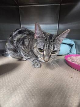 Pipsqueak ( TAS -  Domestic Short Hair Cat for Adoption in Trenton, New Jersey - Pipsqueak ( TAS | PetCurious